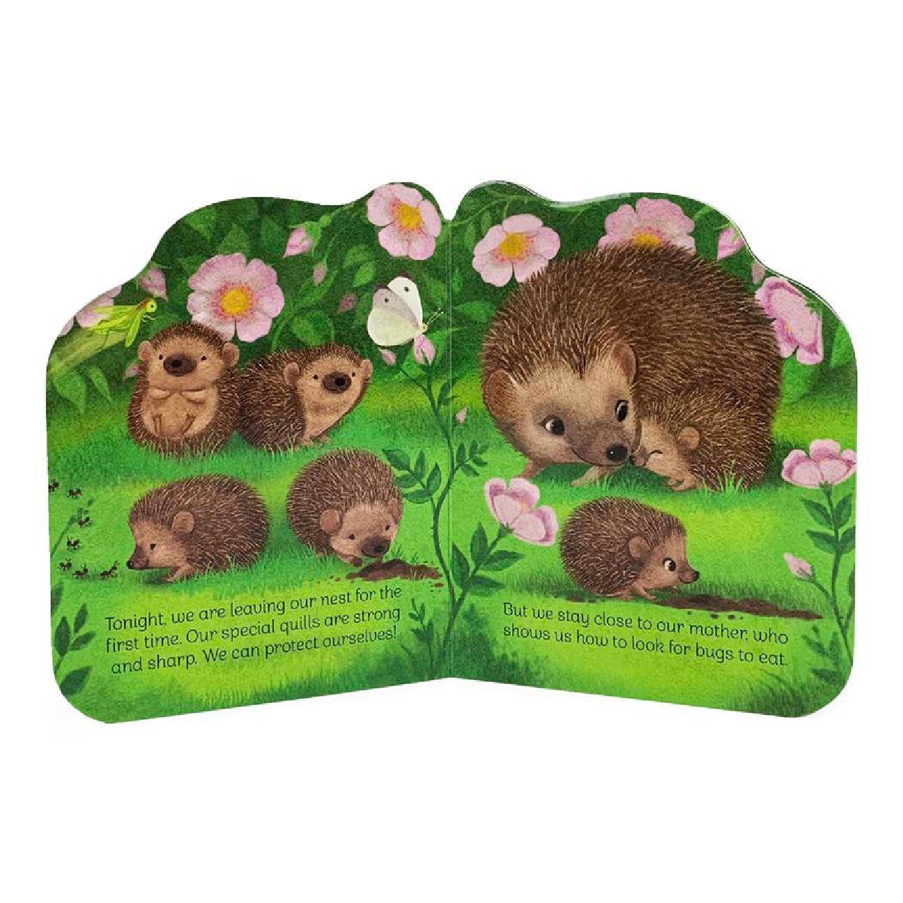 A Little Hedgehog - Board Book